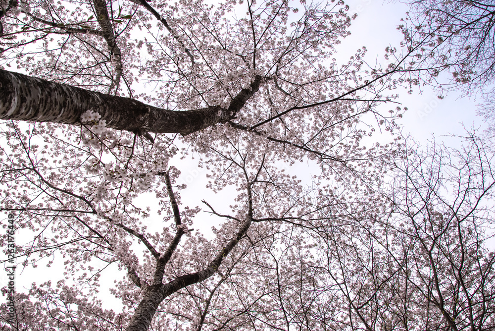 Fototapeta premium 満開の桜