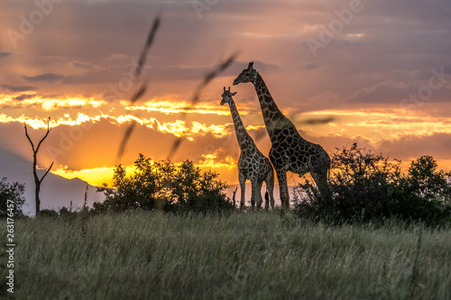 Giraffe at sunset in Kruger National Park