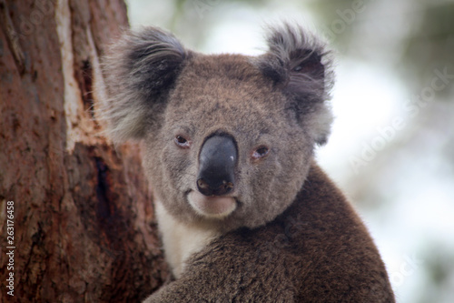 Koala look