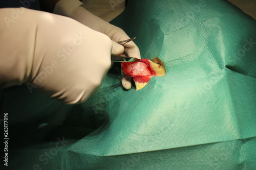 Surgical intervention on dermoid cyst by dog photo