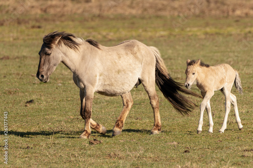 Wild horses in pasture. © Janis Smits