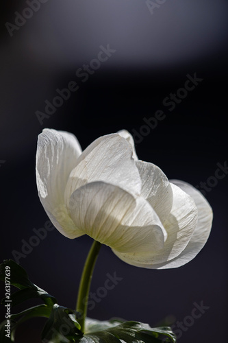 Fototapeta Naklejka Na Ścianę i Meble -  white anemone dark background, copyspace
