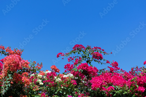 Bougainvillea or Paper Flower on blue sky background. © Atiwan Janprom