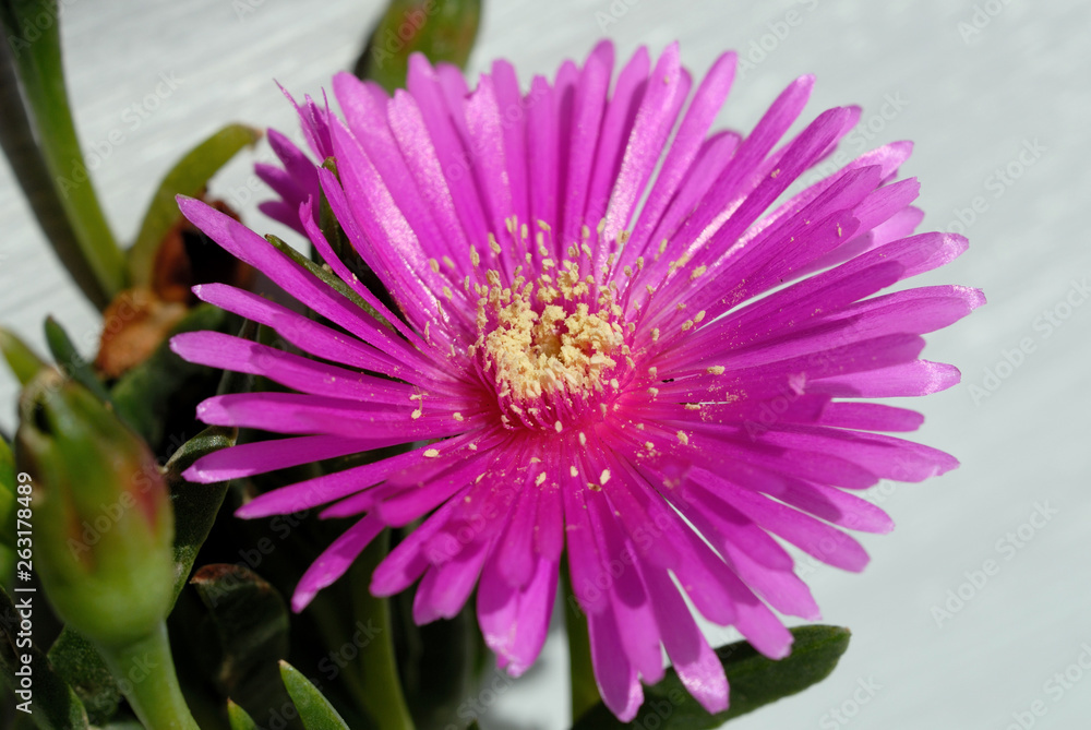 Fototapeta premium Daisy in the garden in early spring closeup. Shallow depth of field