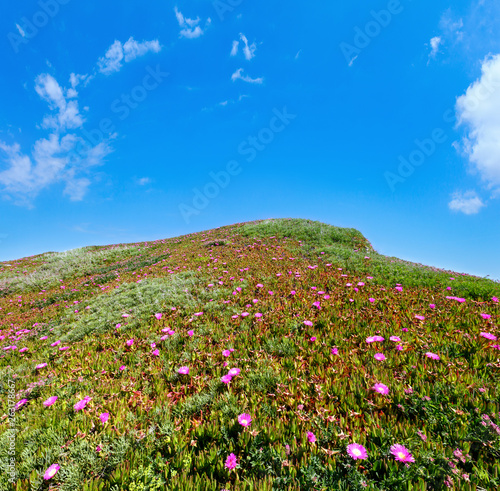 Fototapeta Naklejka Na Ścianę i Meble -  Pink flowers (Carpobrotus) on hillside.