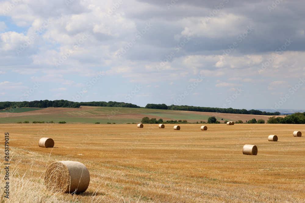 Summer rural landscape with harvesting field, hayrolls, blue sky, trees at the horizon. Sunny morning. 
