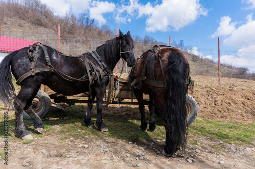 Two black horses resting after pulling a horse carriage photo