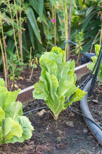 Wallpaper Mural Green Oak Lettuce salad on the ground Torontodigital.ca