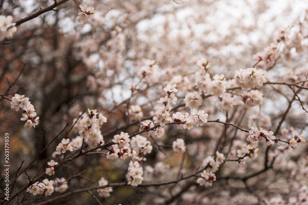 Apricot tree flower, seasonal floral nature background, shallow depth of field spring Apricot tree flower, seasonal floral nature background, shallow depth of field spring