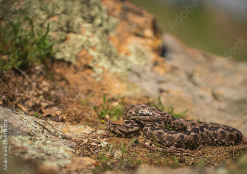 Horn nosed viper, Vipera ammodytes © Carl