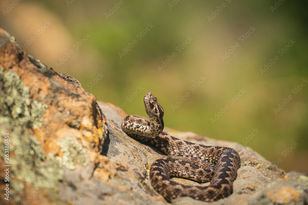 Horn nosed viper, Vipera ammodytes Horn nosed viper, Vipera ammodytes