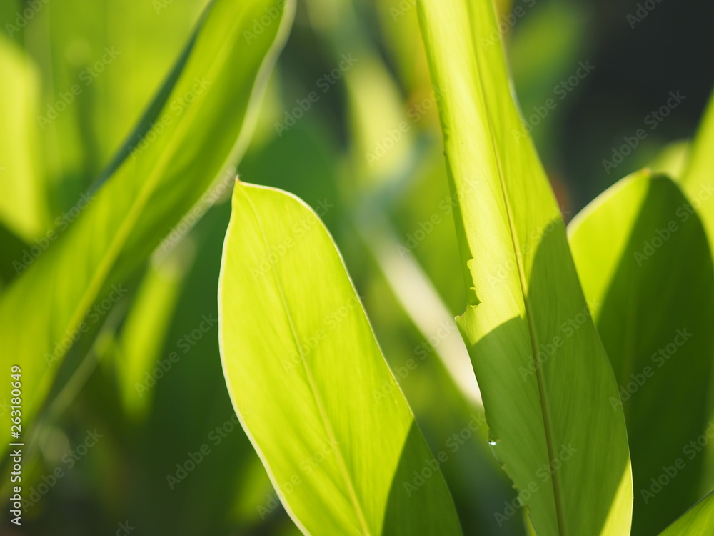 Fototapeta premium Green leaves nature background