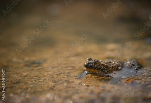 Yellow bellied toad, Bombina variegata © Carl