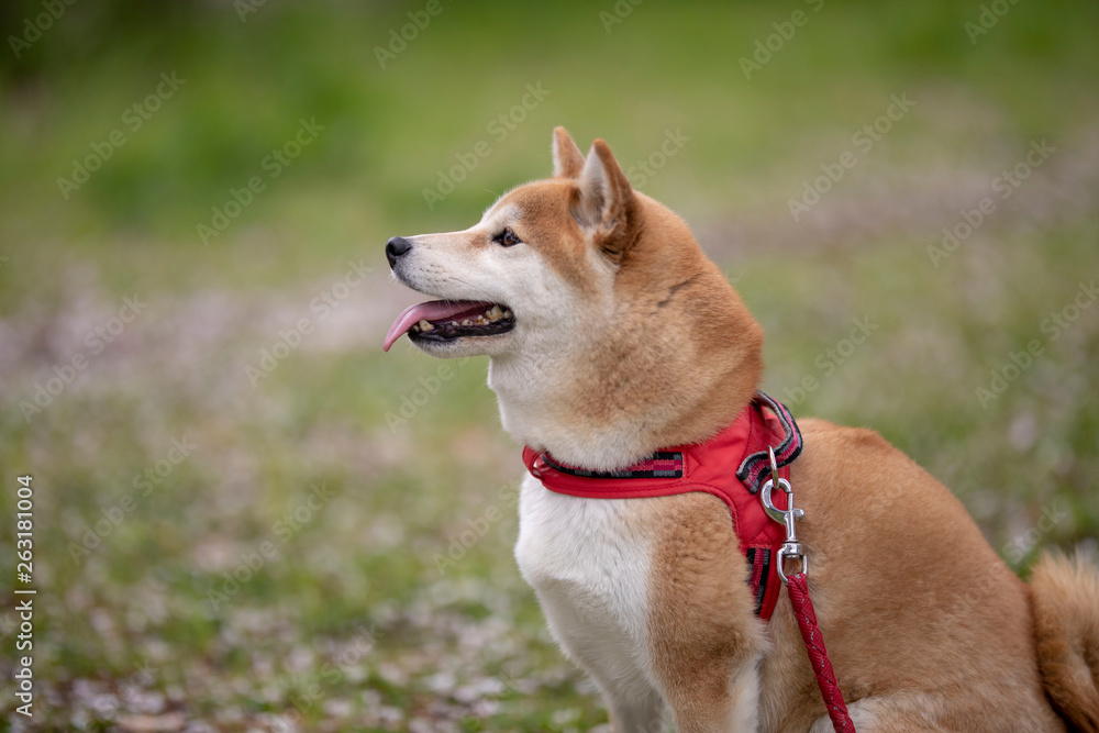 柴犬 柴犬