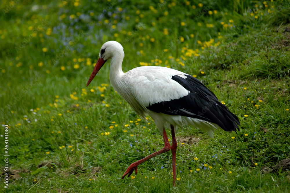 Storch Storch