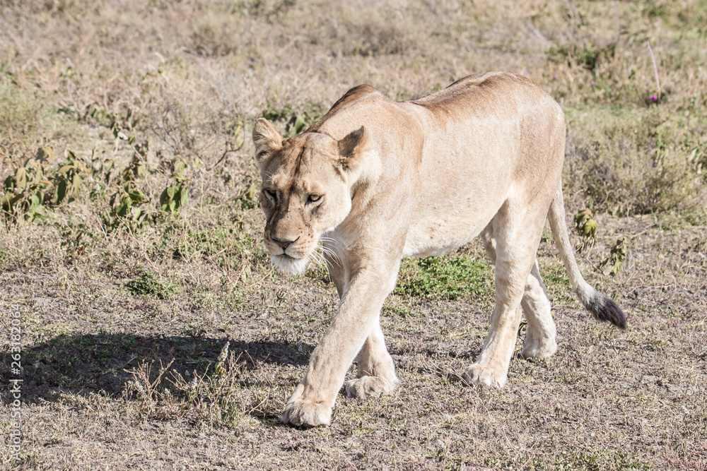 young lion walking in the savannah young lion walking in the savannah