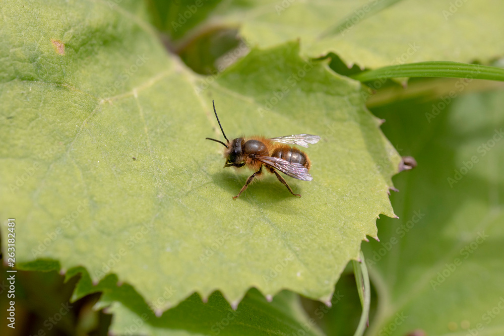 Fototapeta premium ニッポンヒゲナガハナバチ雌