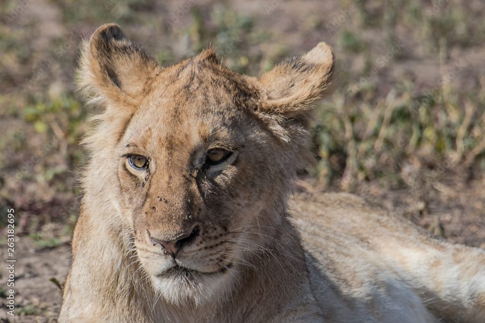 portrait of a lion portrait of a lion