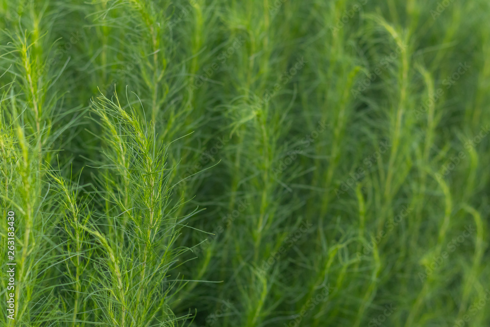 close up of Artemisia capillaris in the garden close up of Artemisia capillaris in the garden