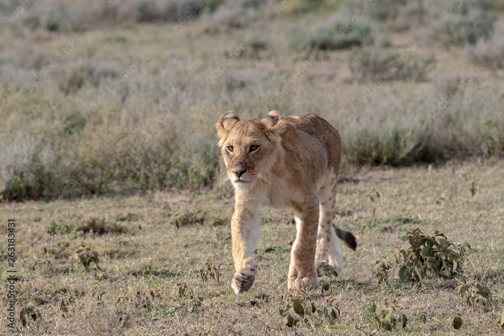 young lion walking in the savannah young lion walking in the savannah