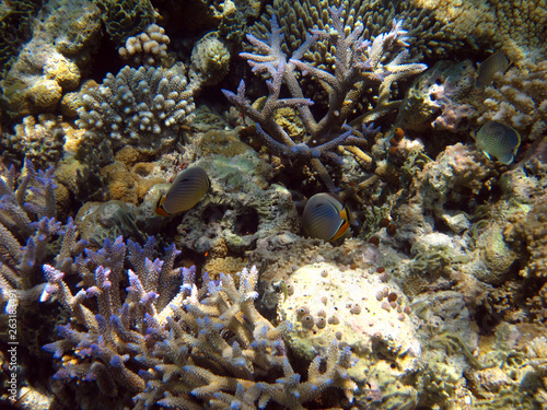 Plong  e dans les coraux