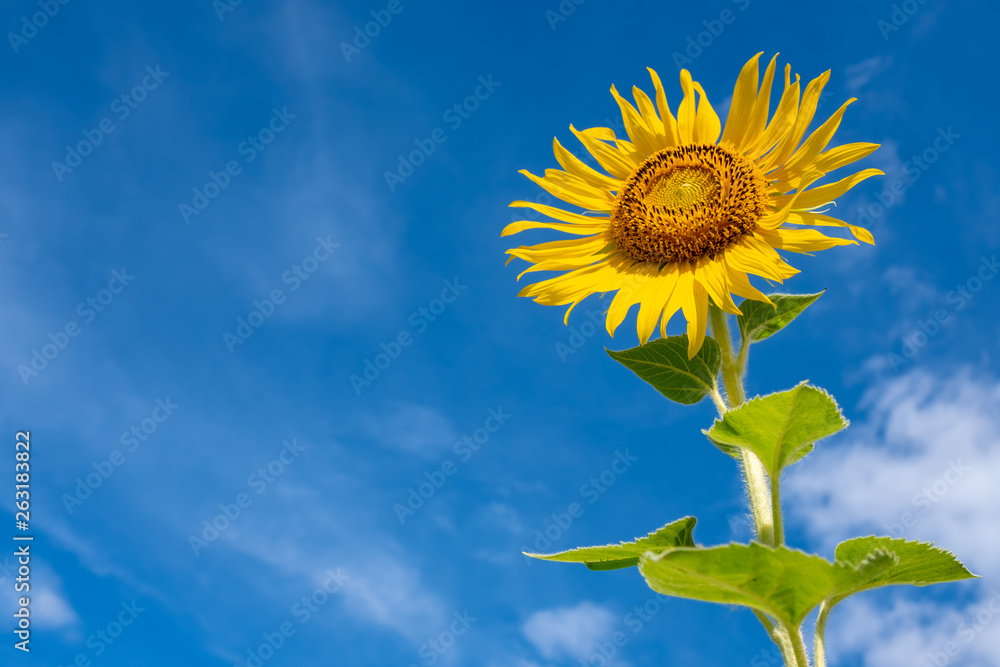 closeup group of blooming sunflower with blurred background, sunflower blooming in summer in Thailand, their seed will be change to Sunflower seed germination closeup group of blooming sunflower with blurred background, sunflower blooming in summer in Thailand, their seed will be change to Sunflower seed germination