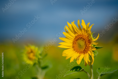 closeup group of blooming sunflower with blurred background  sunflower blooming in summer in Thailand  their seed will be change to Sunflower seed germination