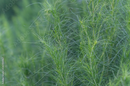 close up of Artemisia capillaris in the garden