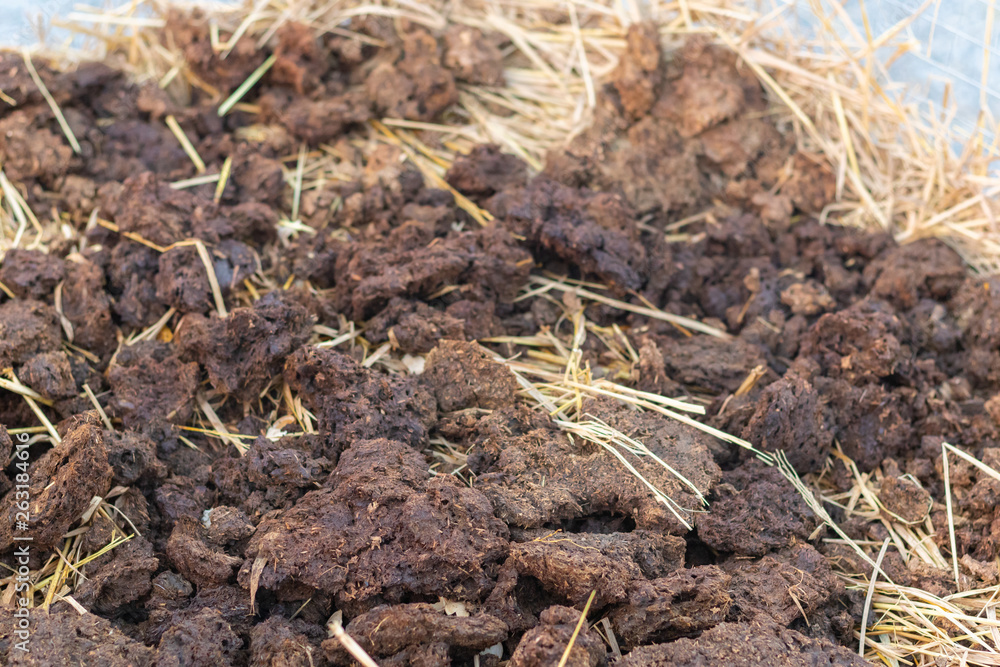 homemade organic fertilizer at the garden homemade organic fertilizer at the garden