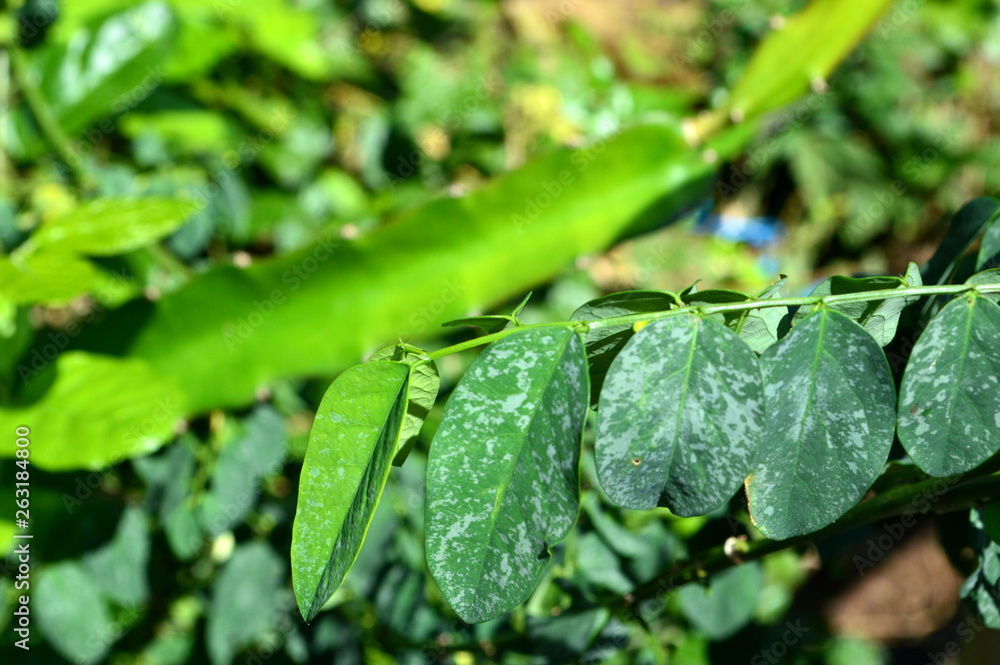 unique shape and texture of green leaves unique shape and texture of green leaves