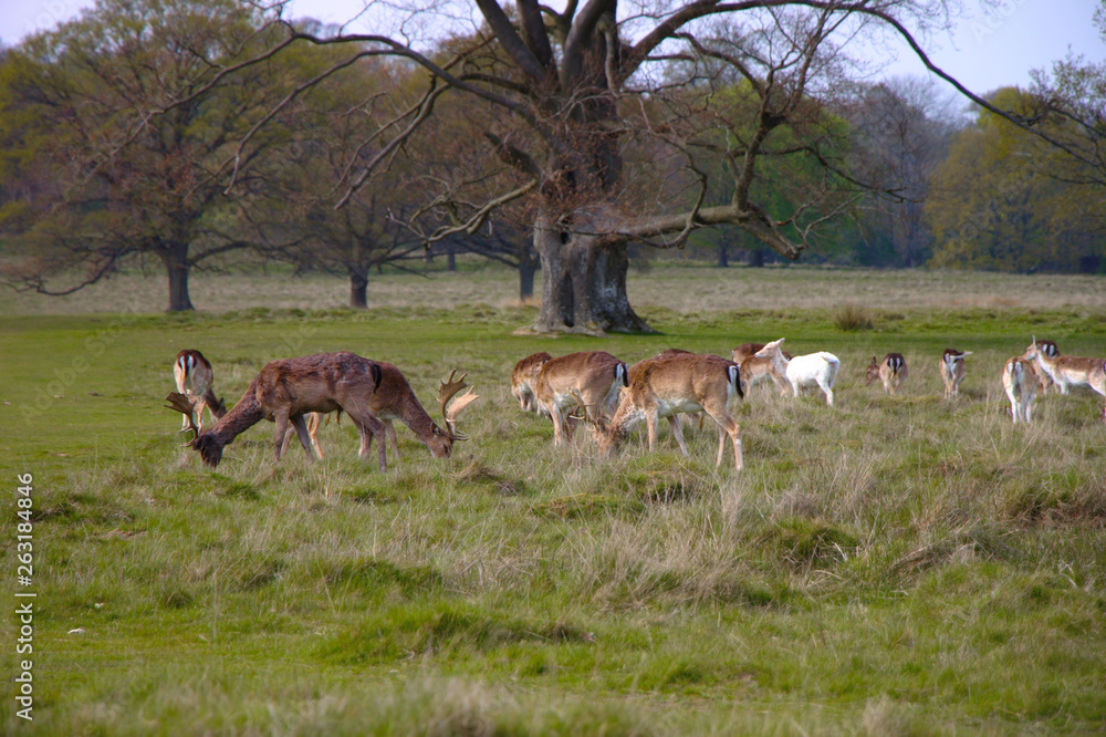 Herd of wild deers on a meadow
