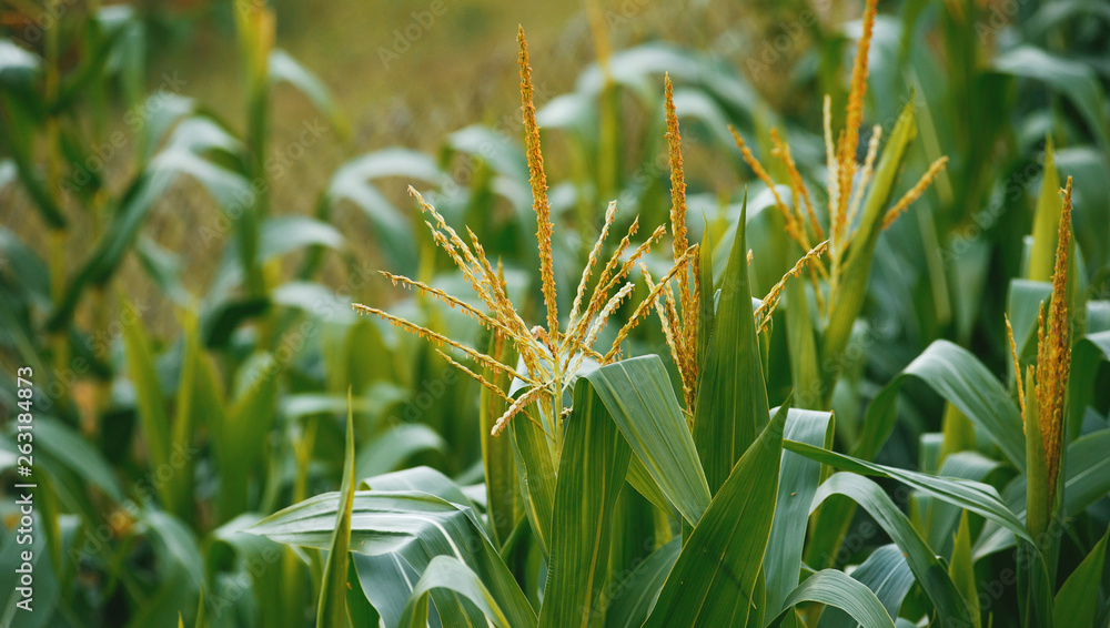 Agriculture concept. Photo of a corn plant field, with focus on some plants Agriculture concept. Photo of a corn plant field, with focus on some plants