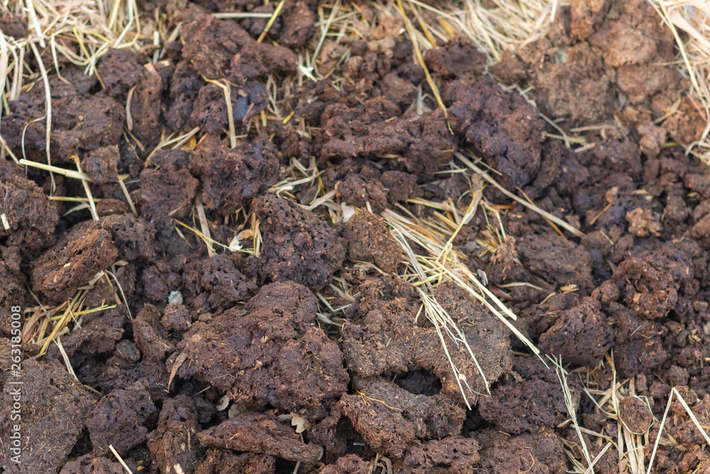 homemade organic fertilizer at the garden homemade organic fertilizer at the garden