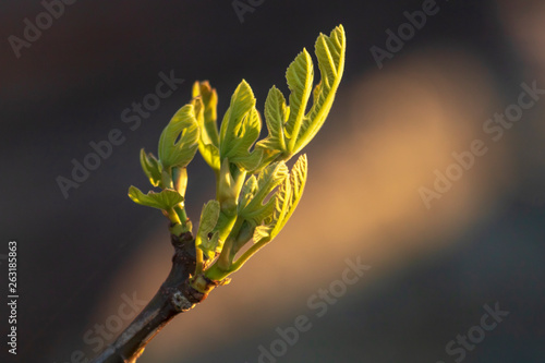 Figs leaves with veins macro close up. Young shoot of plant growth in fruits orchard. Part of plant of fig tree with  leafs