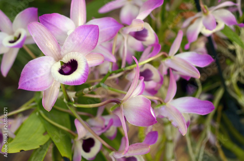 Fototapeta Naklejka Na Ścianę i Meble -  Hermosas orquídeas salvajes lilas y blancas 