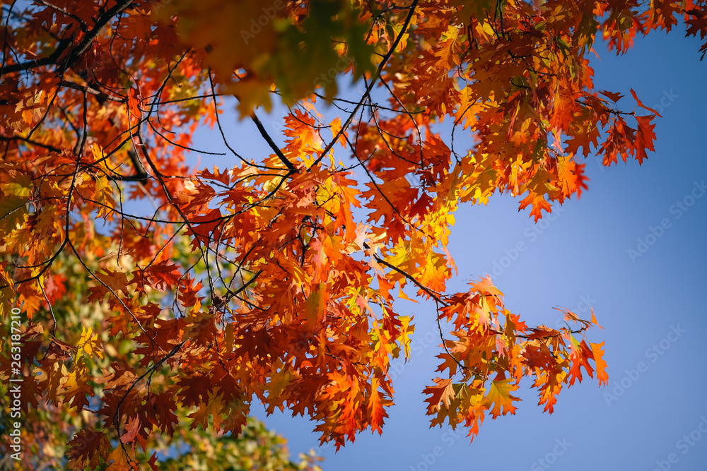 Colorful of Maple leaves on maple tree in autumn season with blue sky background