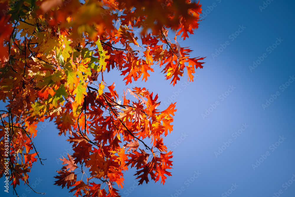 Colorful of Maple leaves on maple tree in autumn season with blue sky background