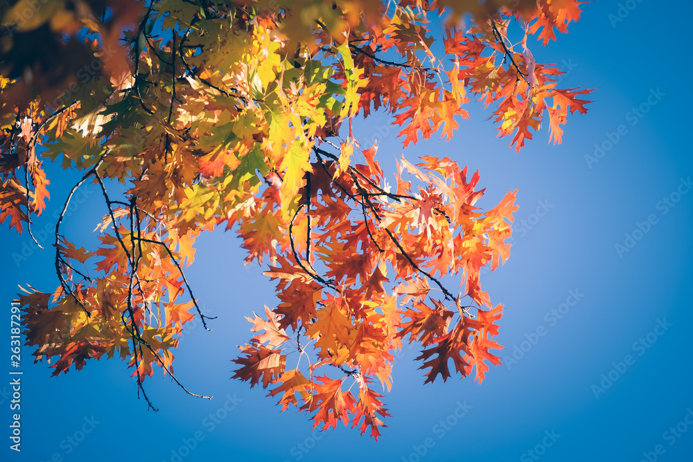 Colorful of Maple leaves on maple tree in autumn season with blue sky background Colorful of Maple leaves on maple tree in autumn season with blue sky background