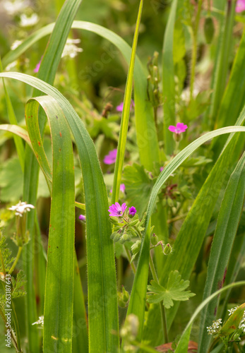 Spring Wildflowers closeup. Beautiful meadow field with wild flowers. Purple wildflower