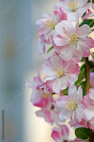 Fototapeta Naklejka Na Ścianę i Meble -  Flowering crabapple in the garden