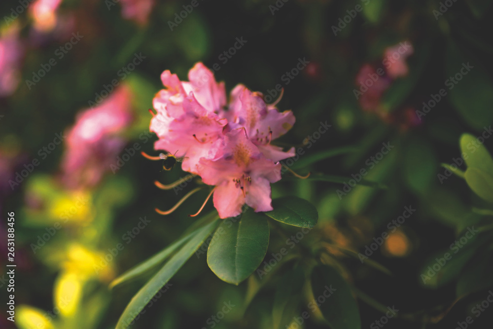 Obraz premium Flowers