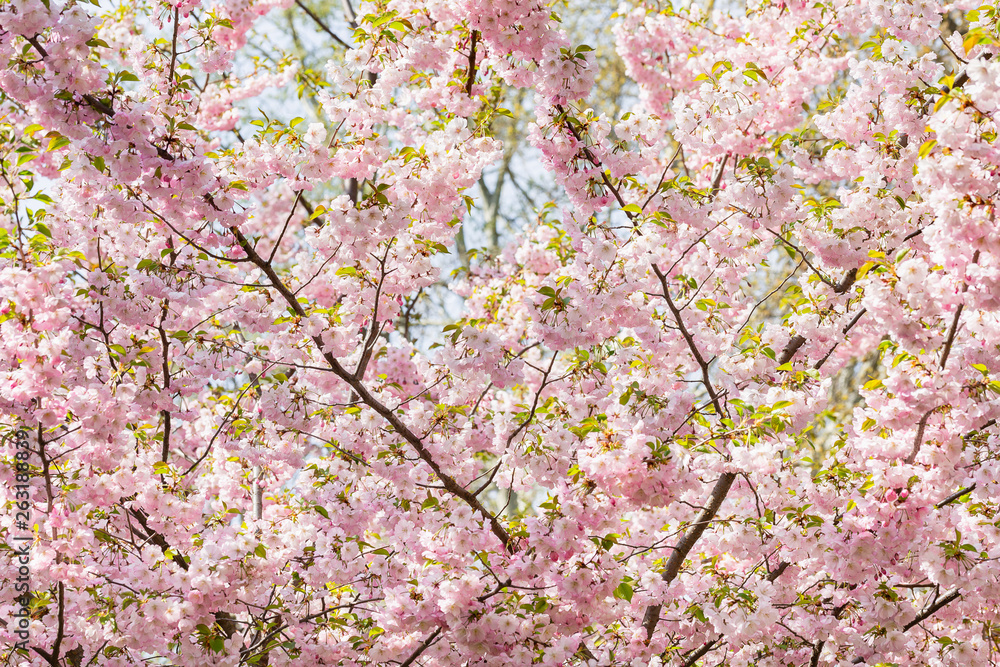 Nice pink Japanese Cherry Blossom flowers, Sakura, under the warm spring sun Nice pink Japanese Cherry Blossom flowers, Sakura, under the warm spring sun
