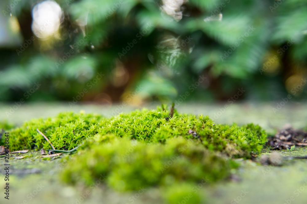 Mossy Pillow on Top of a Wall, Closeup, Macro Mossy Pillow on Top of a Wall, Closeup, Macro