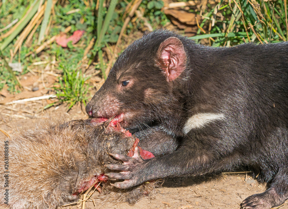 Tasmanian Devil Feeding Tasmanian Devil Feeding