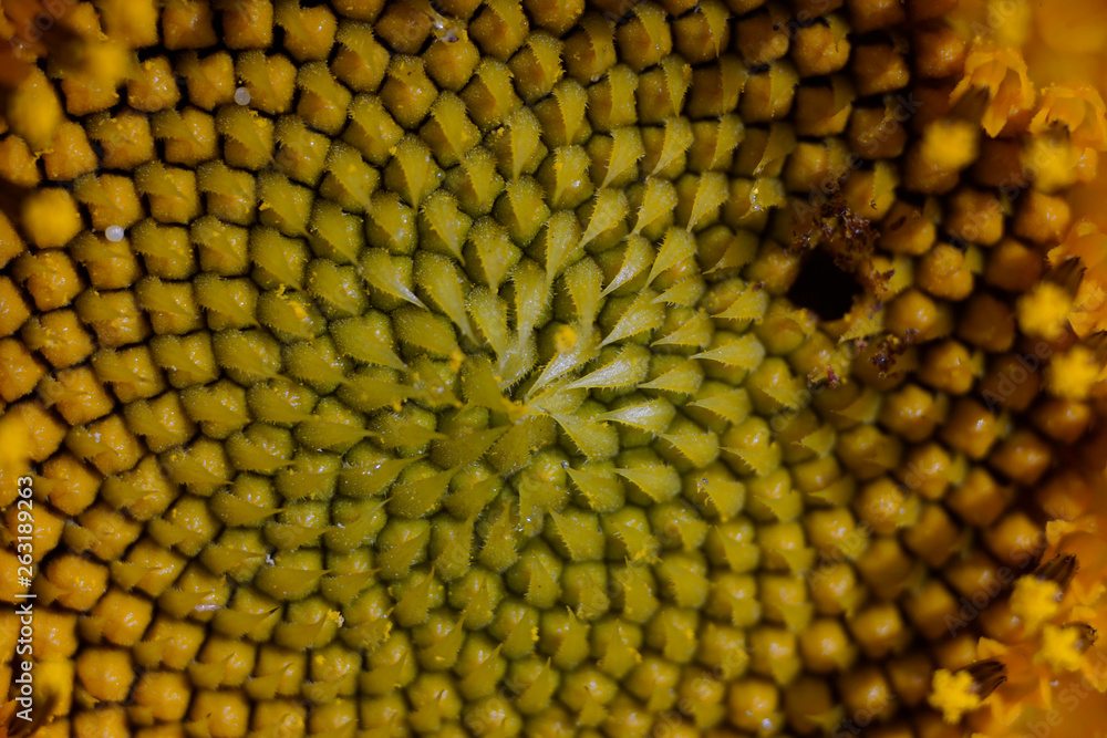 Center of sunflower flower Center of sunflower flower
