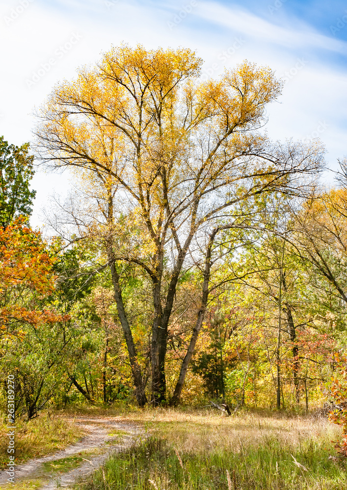 Fototapeta premium Colorful forest in Ukraine during a sunny autumn day. The trees are tinted with red, orange, yellow and green