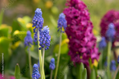 Lilac Flowers (Grape Hyacinth) Close up in front of Colorful Blossoms