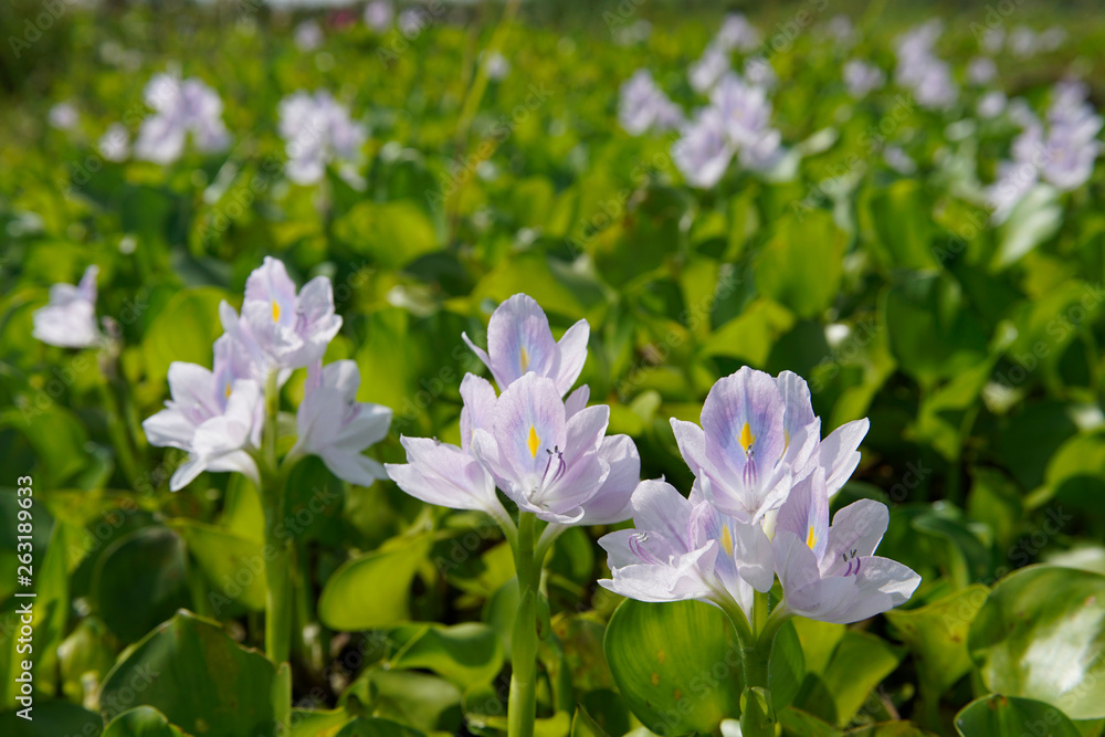 Luscious water hyacinth petal with green blur background Luscious water hyacinth petal with green blur background