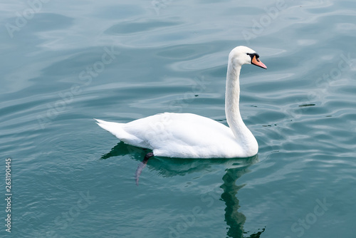 Geese  in lake Lucern