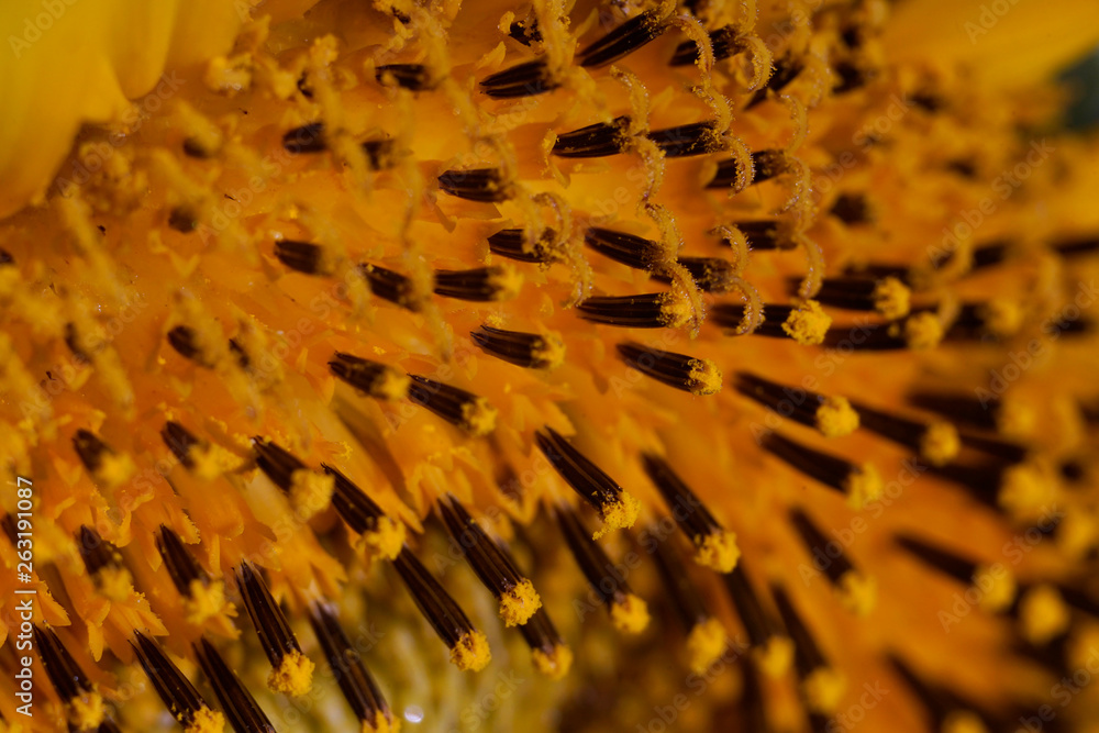 Macro of sunflower pollen